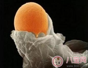 自测排卵的方法有哪些 促进排卵药的危害是什么 自测排卵的方法有哪些 促进排卵药的危害是什么