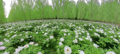 守国花底蕴 担时代使命！龙池牡丹王封引领